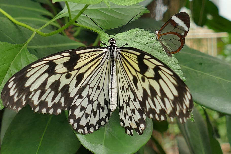 Butterfly, Insect, Close, two, butterflies, animal, nature HD wallpaper