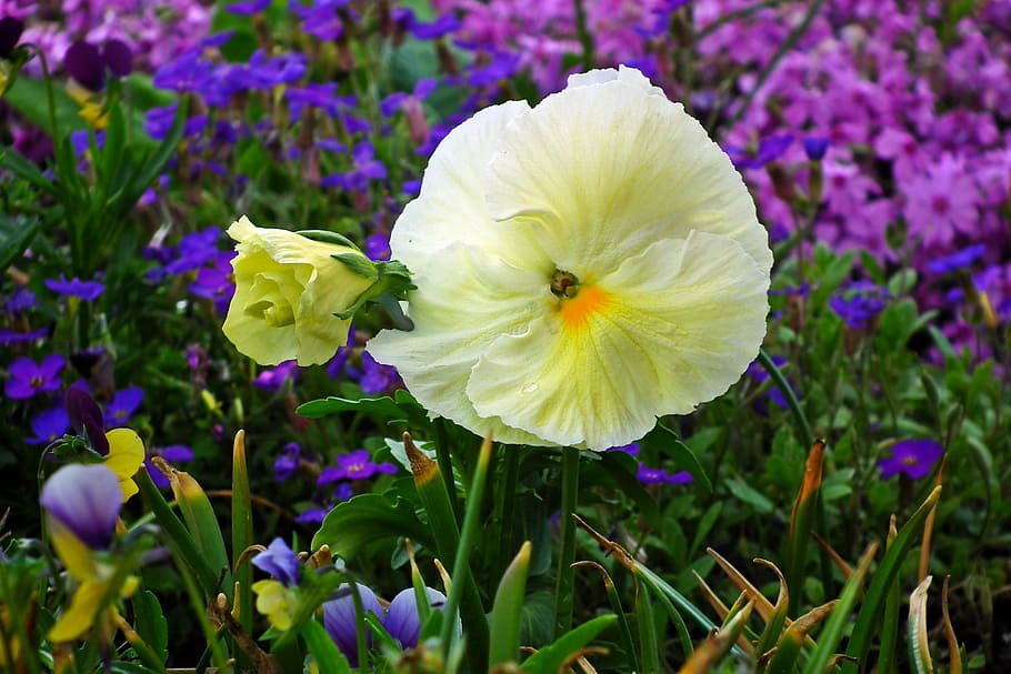 flower, pansy, white, spring, garden, the petals, flowering plant HD wallpaper