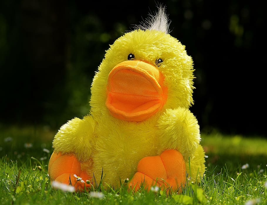 cute, duck, funny, macro, stuffed toy, yellow, animal, bird HD wallpaper