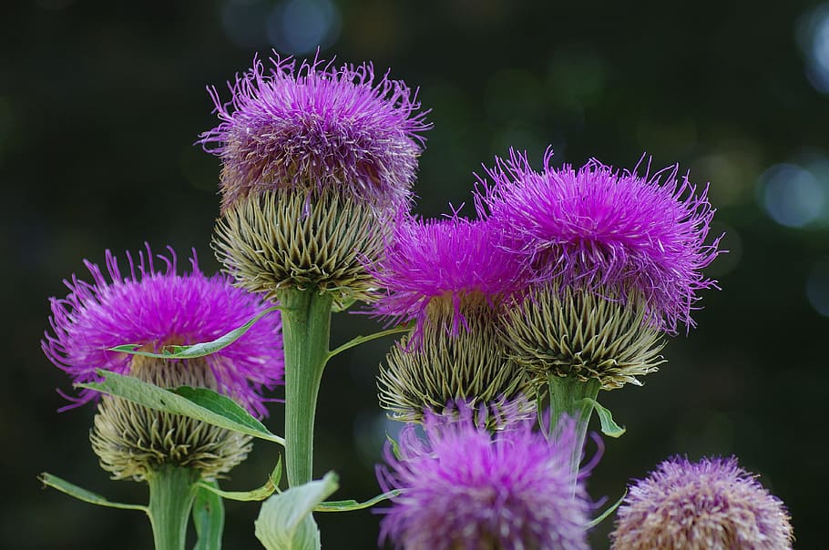 Blossom, Bloom, Flower, Violet, Plant, macro, nature, close HD wallpaper