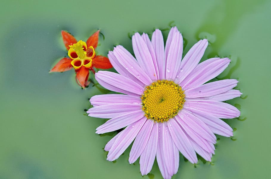 pink daisy and red-and-yellow columbine flowers, spring, lilac HD wallpaper