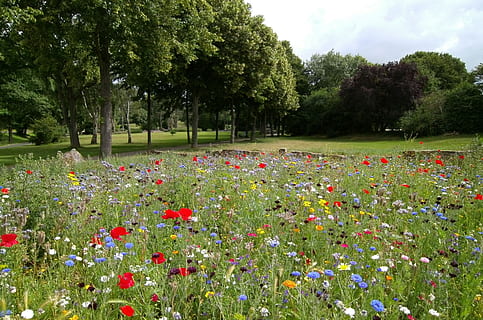 landscape, nature, field, flowers, beautiful, environment, flora HD wallpaper
