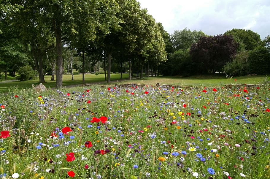 landscape, nature, field, flowers, beautiful, environment, flora HD wallpaper