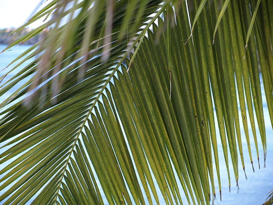 palm fronds, james, light green, leaves, fan shaped, leaf ribs, HD wallpaper