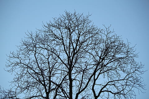 tree, branches, aesthetic, sky, bare tree, low angle view, plant HD wallpaper
