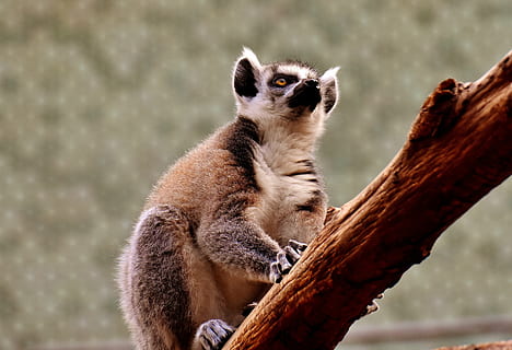 monkey, lemur, cute, zoo, äffchen, sweet, animal, animal world HD wallpaper
