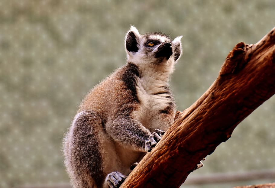 monkey, lemur, cute, zoo, äffchen, sweet, animal, animal world HD wallpaper