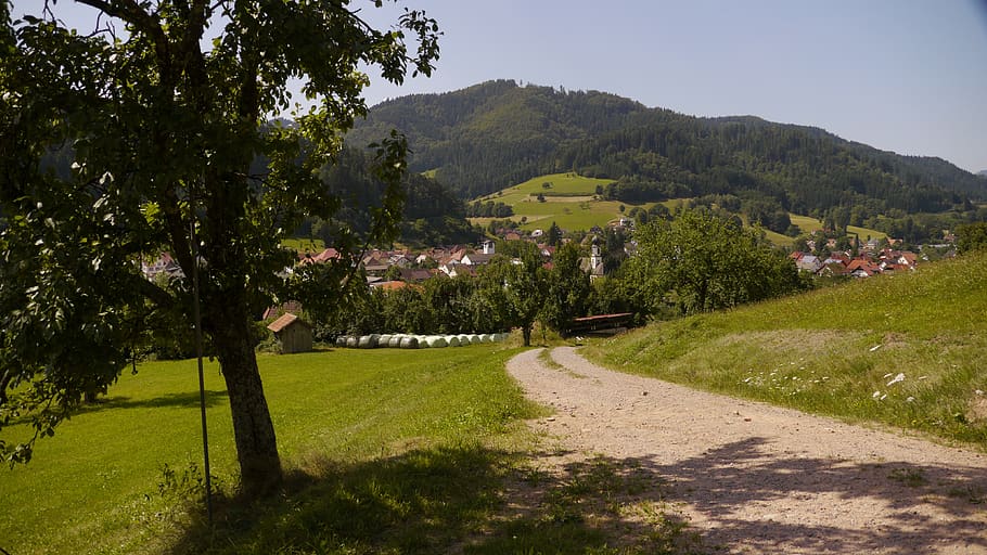 trail, black forest, summer, plant, tree, growth, green color HD wallpaper