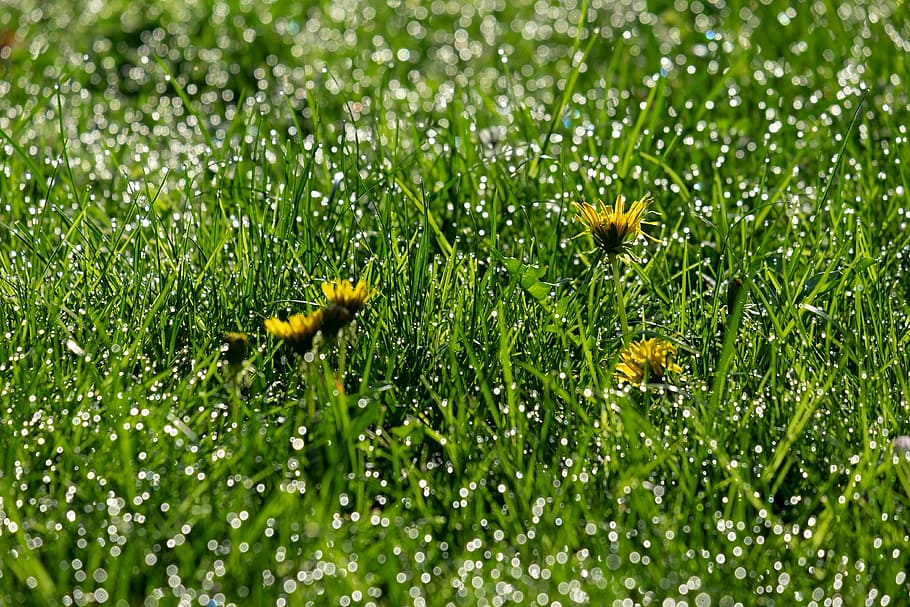 closeup photography of yellow dandelion flowers and green grasses HD wallpaper