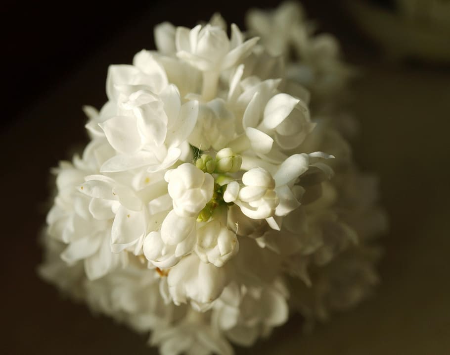 lilac, white, bud, flower, flowering plant, beauty in nature HD wallpaper