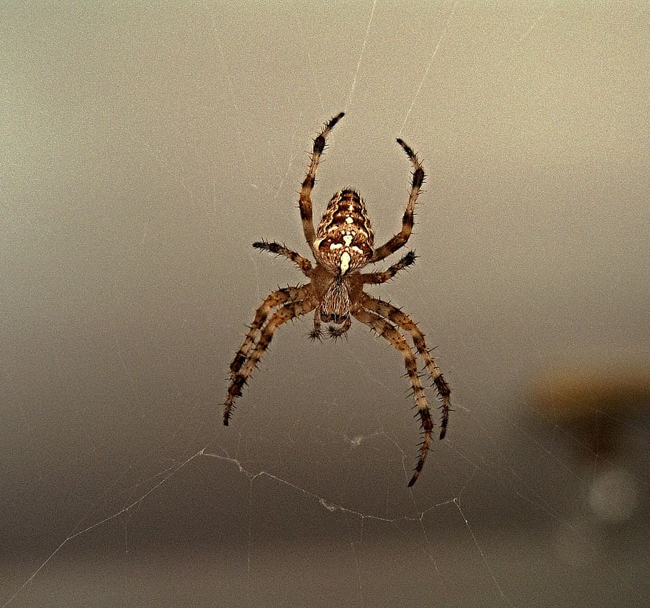 spider, web, crusader, insect, arachnid, spider web, arthropod HD wallpaper
