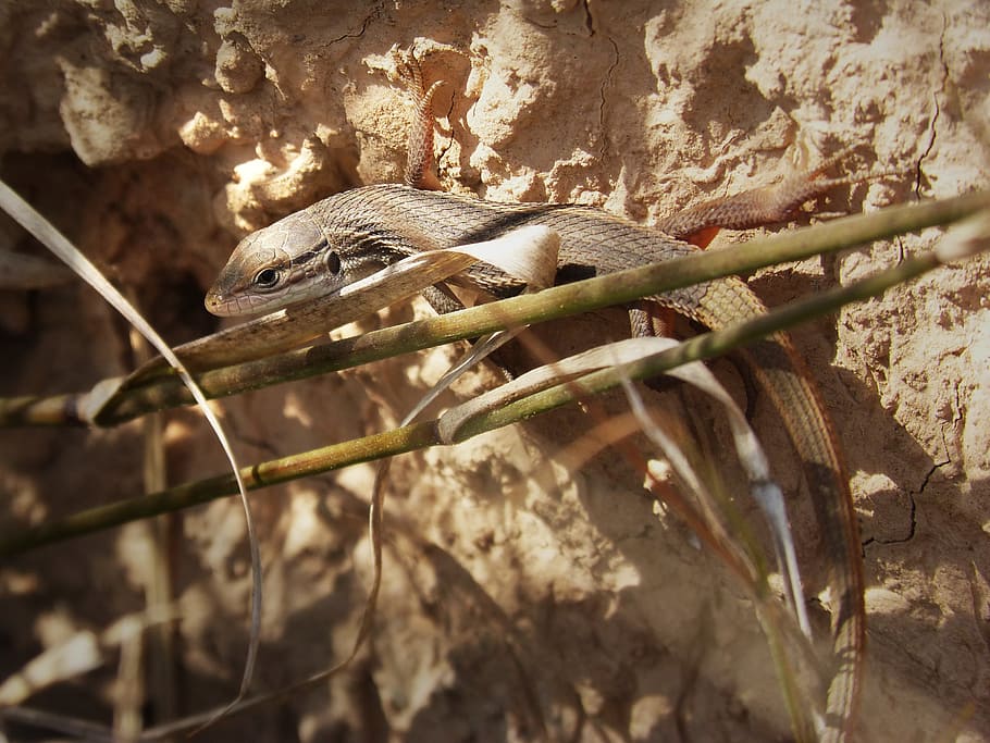 lizard, sargantana, saurian, animal themes, one animal, reptile HD wallpaper