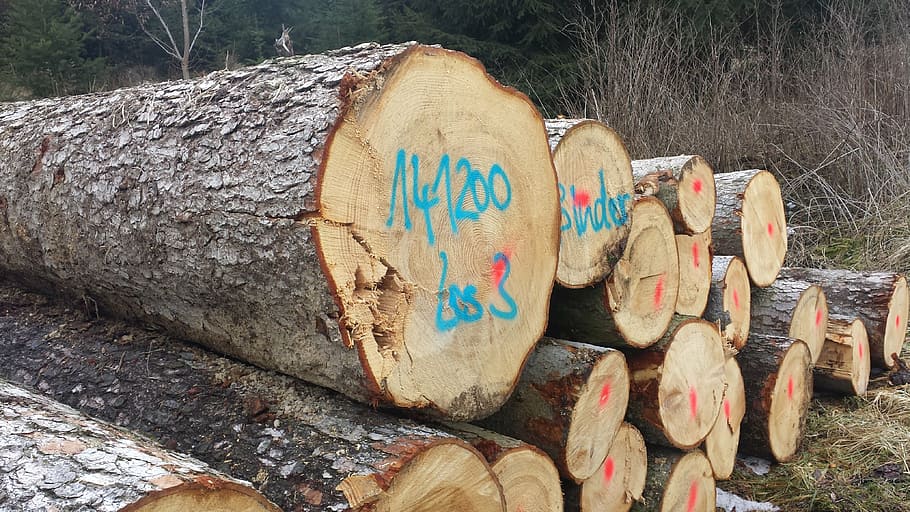 cut the logs, stacked, forestry work, sawed off, tree trunks HD wallpaper