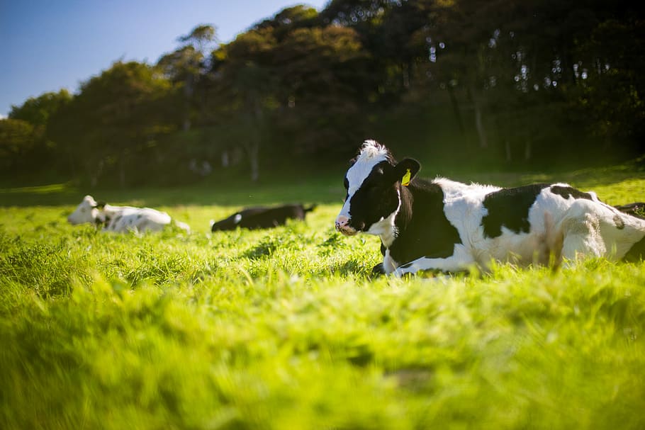 three black and white Angus cattle on green grass during day, white and black cow lying on grass HD wallpaper