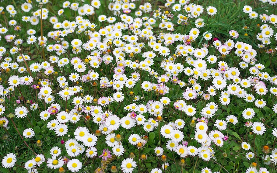 nature, flowers, spring, flowering plant, beauty in nature HD wallpaper
