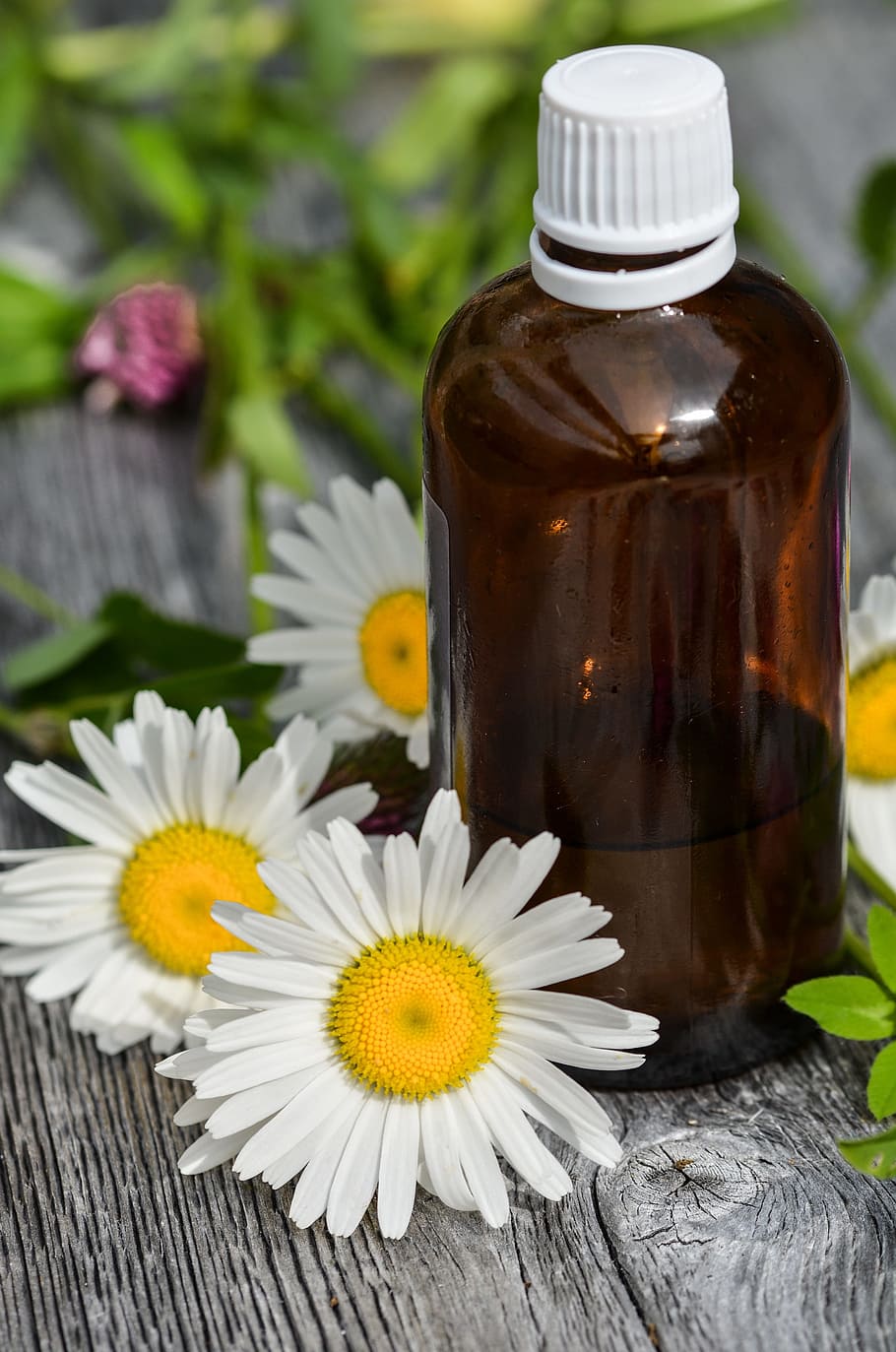 white daisy, essential oils, alternative, aroma, aromatic, body HD wallpaper