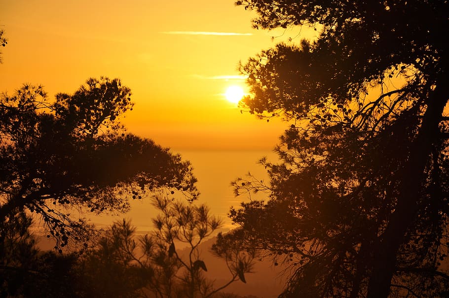 sunset, trees, nature, sky, landscape, horizon, paradise, plant HD wallpaper