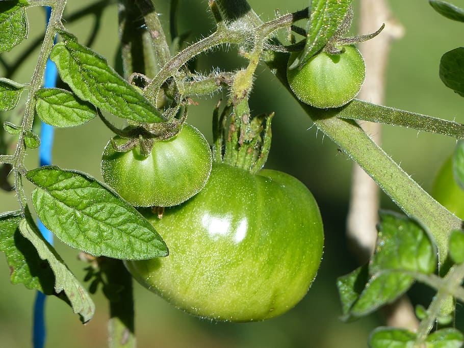 tomato, green tomato, fruit, green color, plant, food and drink HD wallpaper