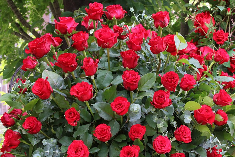 Garden Roses Pictures  Download Free Images on Unsplash