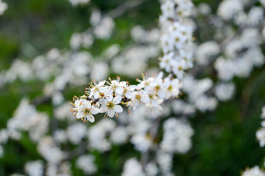 spring, sloe, flower, branch, hungary, flowering plant, freshness HD wallpaper