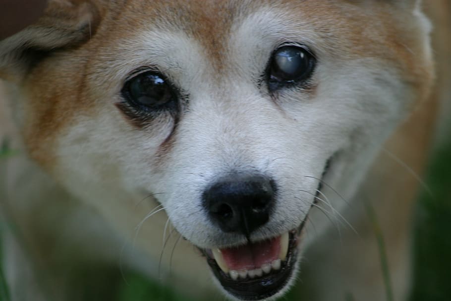 adult brown and white Shiba inu, dog, blind, smile, portrait