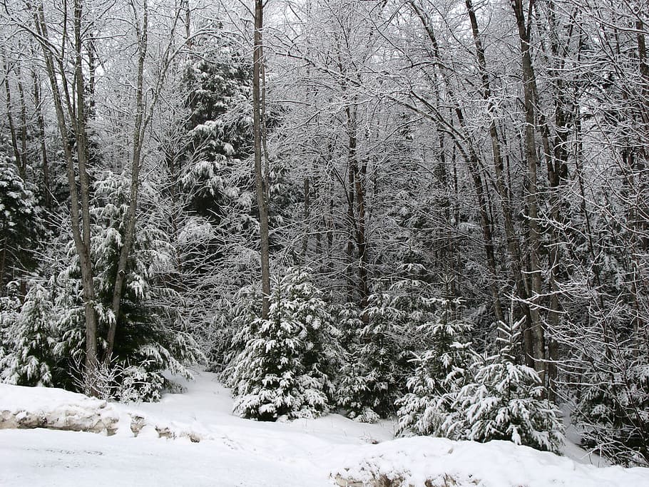 snow, forest, winter, cold, nature, landscape, white, outdoor HD wallpaper