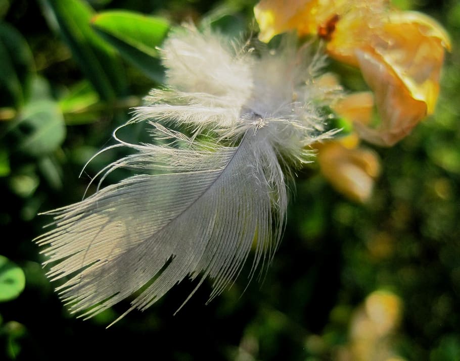 feather, white, soft, bird, wing, light, plume, fluffy, softness HD wallpaper