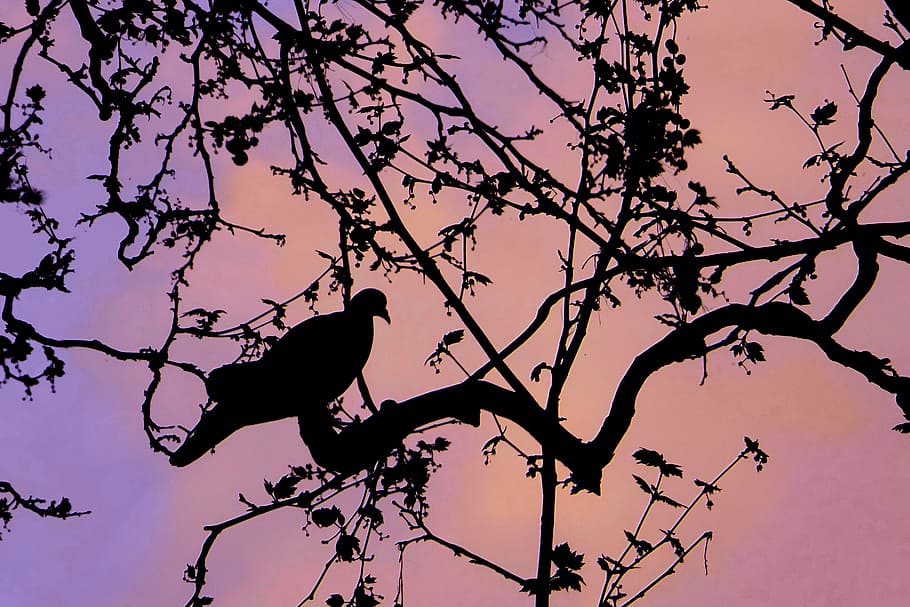 tree, nature, dove, silhouette, sky, bird, branch, animal, animal themes HD wallpaper