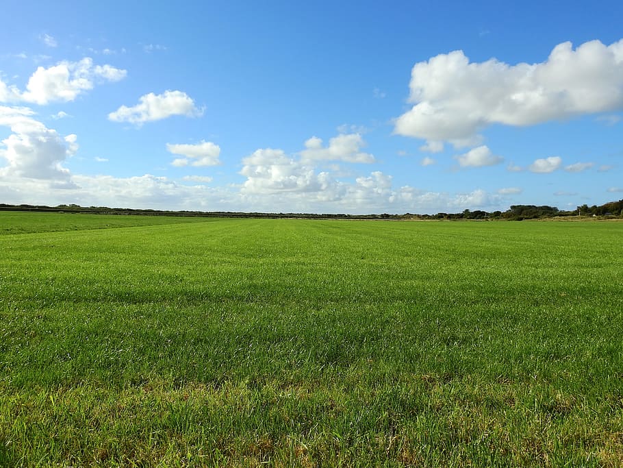 Meadow, Cloud, Grass, Landscape, sky, summer, nature, pasture HD wallpaper