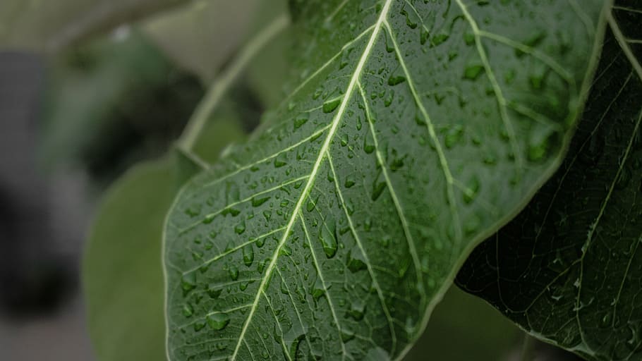 leaves, leaf, green, nature, plant, tree, natural, environment HD wallpaper