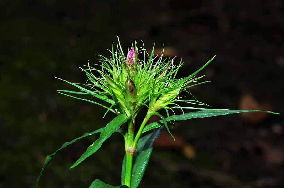 flowers, buds, plant, green color, growth, close-up, beauty in nature HD wallpaper