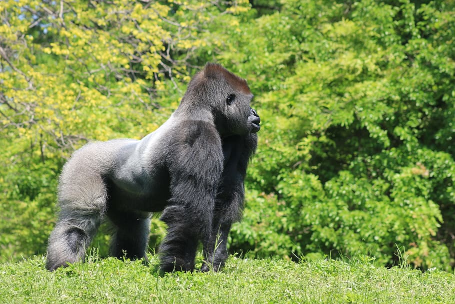 black and gray gorilla near trees at daytime, silver back, male, HD wallpaper