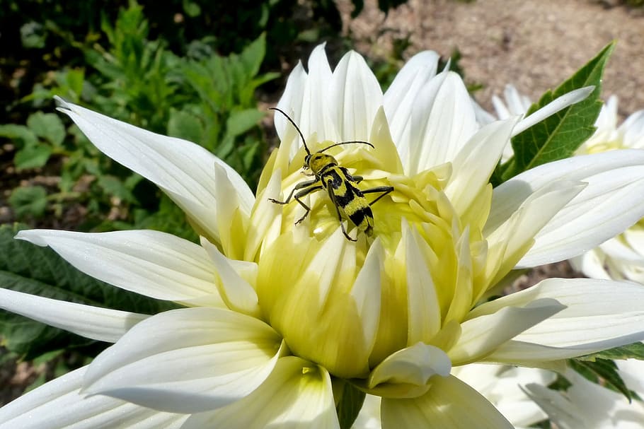 nature, flower, plant, summer, flowers, close, beetle, longhorn beetle, HD wallpaper
