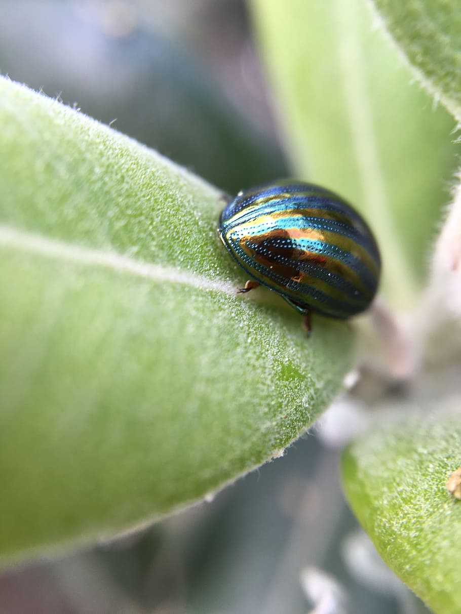 bug, macro, insect, close up, green, plant, leaf, garden, beetle HD wallpaper