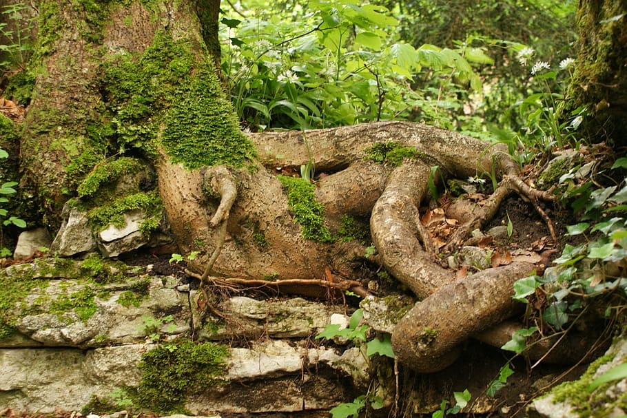 roots, tree, foam, plant, forest, growth, nature, no people HD wallpaper