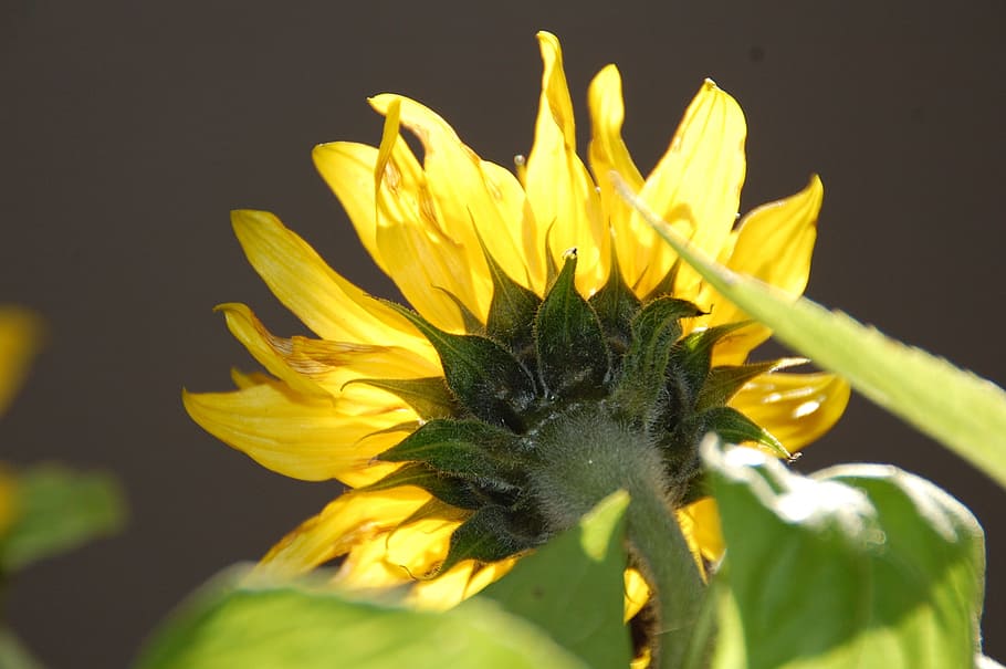 sun flower, yellow, stem, summer, floral, natural, blossom HD wallpaper