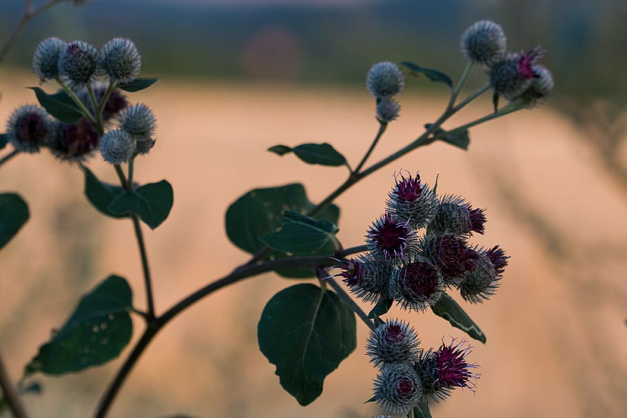 thistle, plant, nature, flower, flowering plant, growth, focus on foreground HD wallpaper