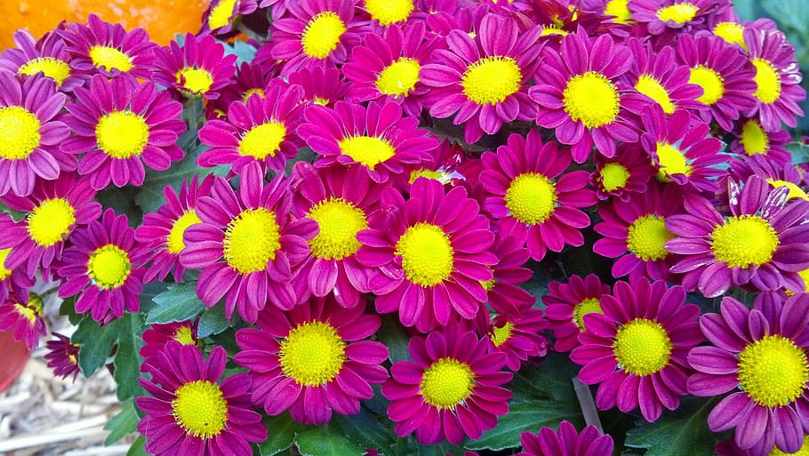 Flowers, Fall, Pink, Yellow, Colorful, floral, autumn, plant HD wallpaper