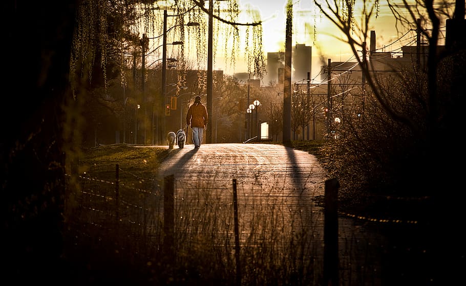 man walking on street with his dogs, man walking beside two dogs on road HD wallpaper