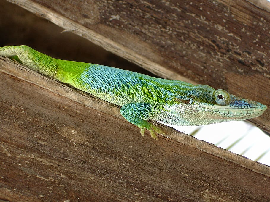 reptile, lizard, cuba, one animal, vertebrate, animal themes HD wallpaper