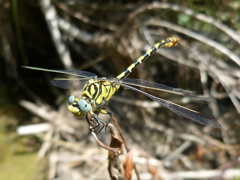 ibélula, dragonfly tiger, onychogomphus forcipatus, tallanassos petit, HD wallpaper