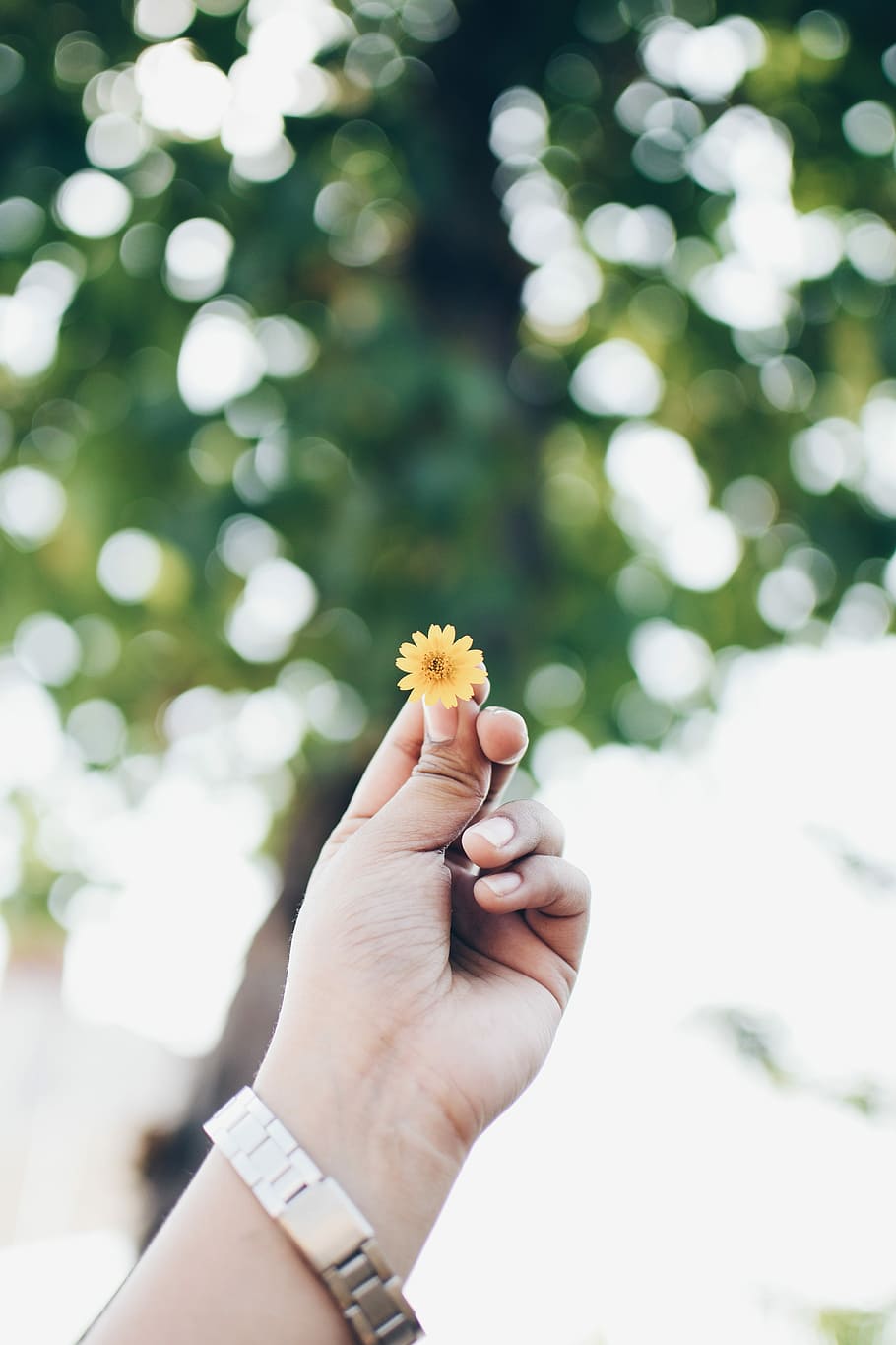 shallow focus photography of yellow flower, person holding yellow flower HD wallpaper