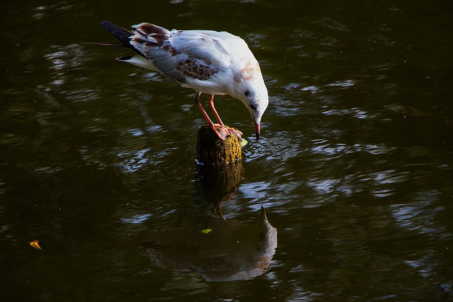 seagull, water, mirroring, mirror image, river, bird, animal HD wallpaper