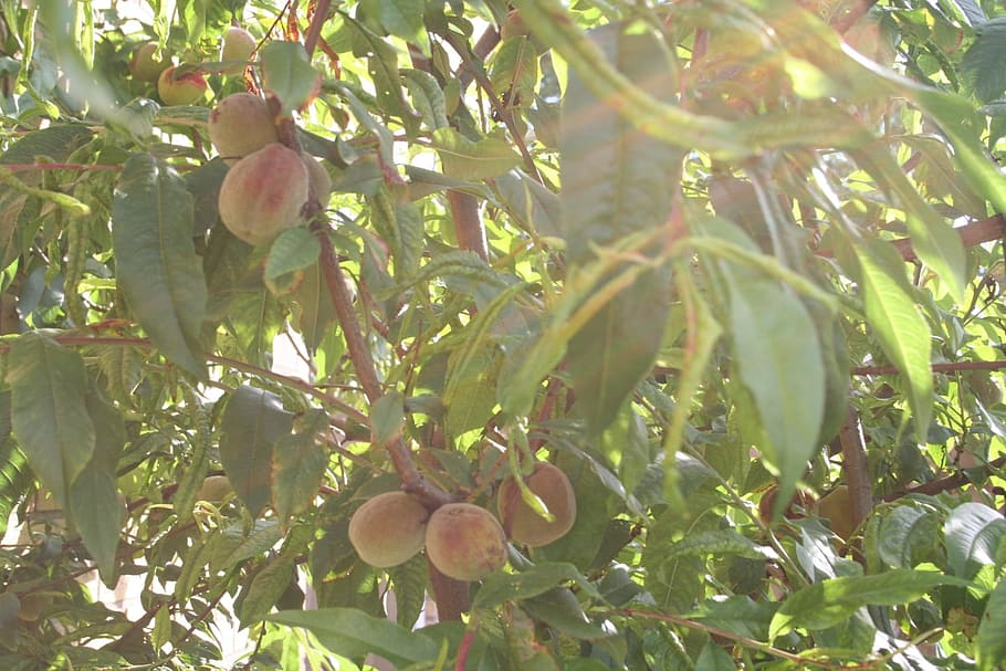 Peach, Witvlezige, fruit tree netherlands, nature, food, agriculture HD wallpaper