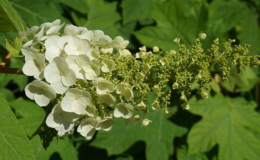 oak leaf hydrangea, blossoms, flower, bloom, plant, garden HD wallpaper
