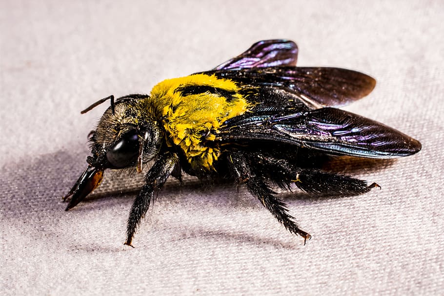 Insect, Beetle, Fly, Whopper, Close, one animal, animal themes HD wallpaper