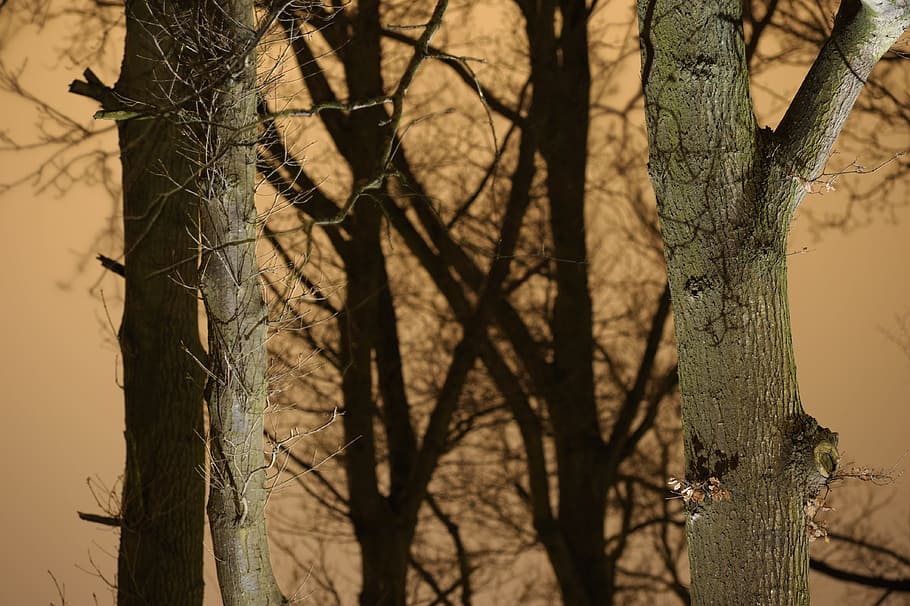 tree trunks, branches, winter, outdoor, forest, natural, night photography HD wallpaper