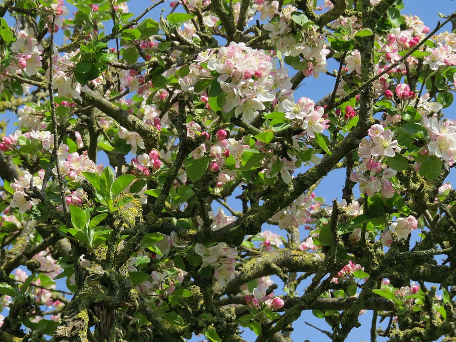 spring, apple, flower, tree, garden, fruit tree, flowers, flowering HD wallpaper