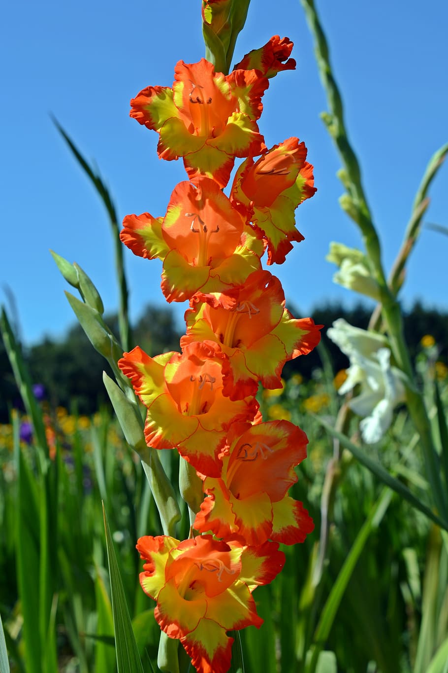 Gladiolus, Blossom, Bloom, flowers, orange, nature, plant, bright HD wallpaper