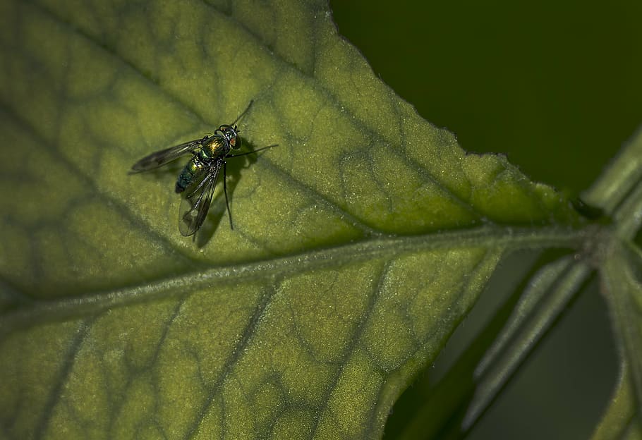 fly, leaf, green, macro, insect, invertebrate, animals in the wild HD wallpaper